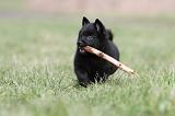 SCHIPPERKE 406